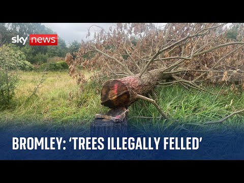 Bromley Council orders landowner to replant felled oak trees