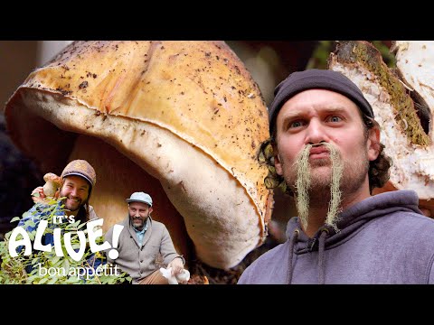 Brad Forages for Porcini Mushrooms | It's Alive | Bon Appétit - UCbpMy0Fg74eXXkvxJrtEn3w