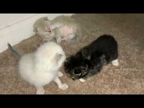 Ragdoll Kittens Learning How To Be Cats 