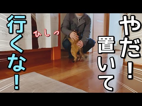 父っつぁんが好きすぎて仕事に行ってほしくない猫がかわいすぎた