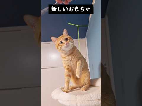 猫様用おもちゃが気に入って貰えない時は…#cat #猫