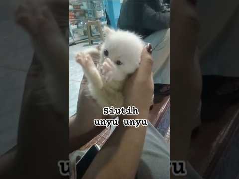 siutih unyu unyu #games #cat #cute #funny