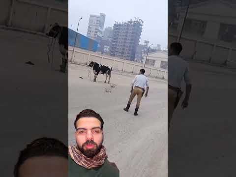 شوف زهران عمل إيه @youtubecreators #youtubeshorts  #animals #meatmarket #meat #cow #camel