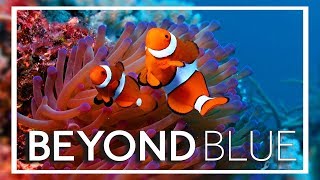 Vido-Test : ? ENDLESS OCEAN 3, enfin ? BEYOND BLUE | Gameplay FR
