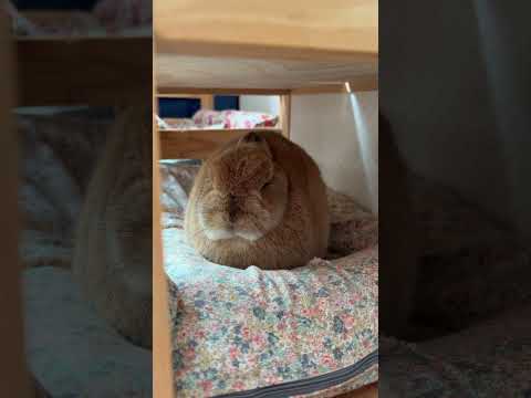 うさぎさんのかわいいお昼寝姿 #rabbit #うさぎ #bunny