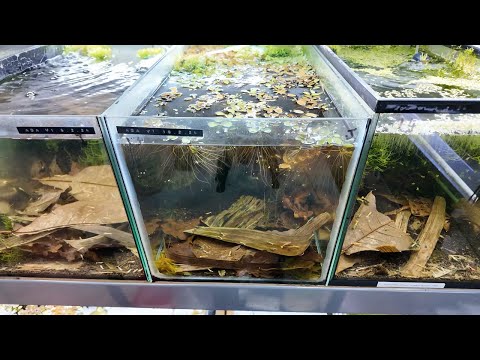 Awesome Boa Colony -Tank 13 📘 Neocaridina for Dummies
https_//payhip.com/b/WgSpi

📘 Caridina for Dummies
https_//payhip.co