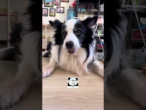 狗子相亲又失败啦 #边牧 #毛孩子日常 #我镜头下的小狗 #万物可爱计划