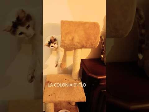 Giochi Creativi: Giocare Sospesi! #funnyvideo #funnycats #shorts