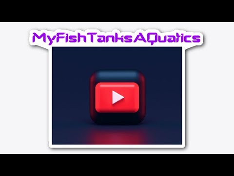 MFTAQ Weekly Live Streaam Just a guy who keeps fish!
If you sub me great I will sub back.

Our Awesome Logo by_   @atomic_i