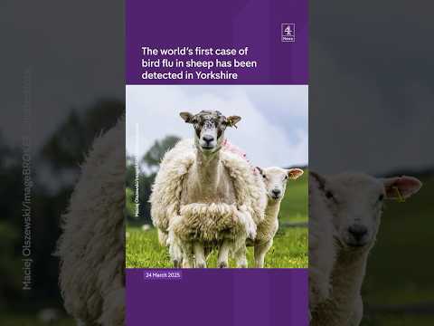 Bird flu found in Yorkshire sheep