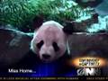 Onion News Network : Panda Demands Abortion