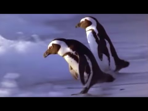 African Penguins go hunting | Mountain of the Sea | BBC - UCwmZiChSryoWQCZMIQezgTg