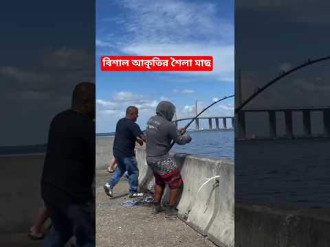 বিশাল আকৃতির শৈলা মাছ। #new #fishing #fish #fishingvideo #shorts #shortsfeed #islam #islamicstatus