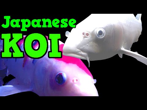 Japanese Koi  [ POND ACTION ]  Backyard Paradise ! Japanese Koi  [ POND ACTION ]  Backyard Paradise !! shares FABULOUS koi underwater with a soft theme