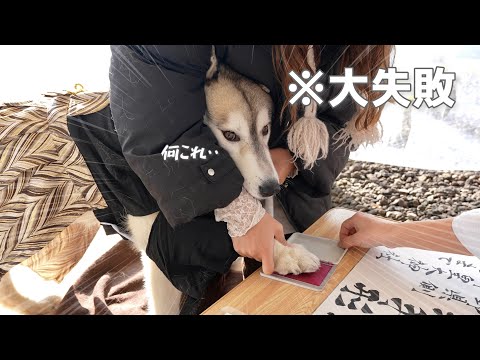 【初詣】肉球手形を取ろうとしたら大変なことになった和ハスキー犬がこちら笑　【シベリアンハスキー】