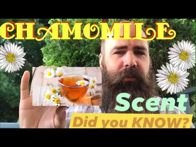 What Does Chamomile Smell Like?