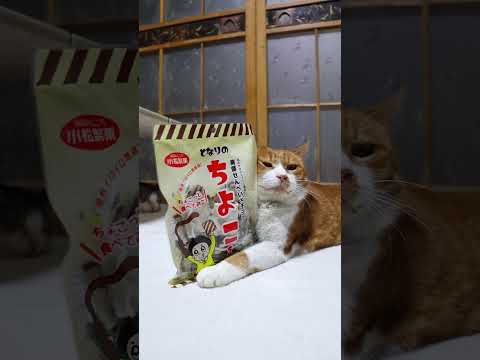 猫の動画サムネイル - 南部煎餅 チョコせんべい となりのちよこちゃん　250701　#のせ猫　 #cat #cute #ねこ #kitten #ネコ　 #猫のいる暮らし　 #cutecat #animals