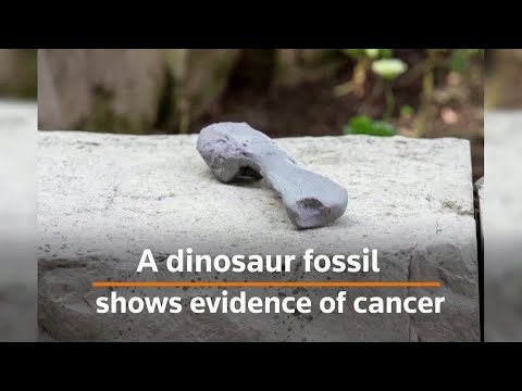 Cancer discovered in dinosaur fossil