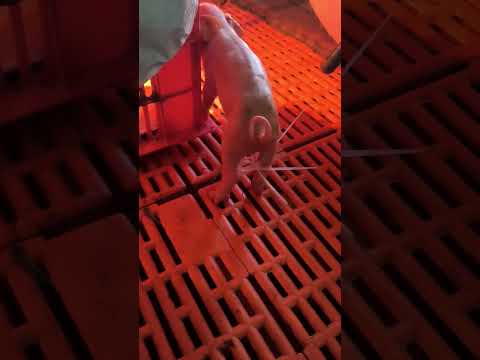 Đố các bác biết làm như này để làm gì ạ