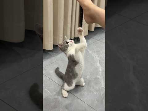 Performance 💞💞 #shorts #shortsfeed #trendingshorts #performance