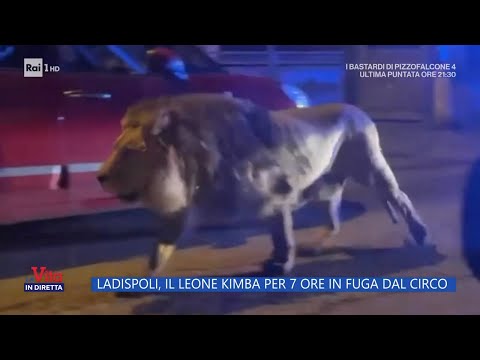 Ladispoli, il leone Kimba per 7 ore in fuga dal circo - La Vita in diretta - 13/11/2023