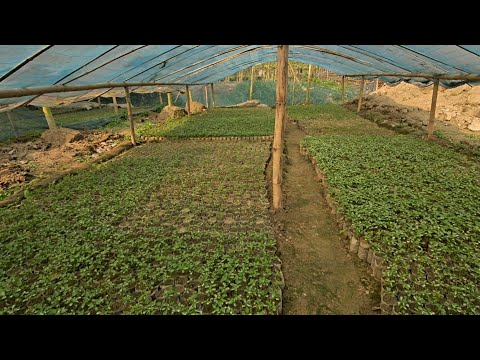 বাংলাদেশের ১ নম্বর পেঁপে জাত কোনটি। 