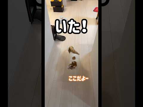 トロちゃんのかくれんぼのコツと魅力を徹底解説 サムネイル