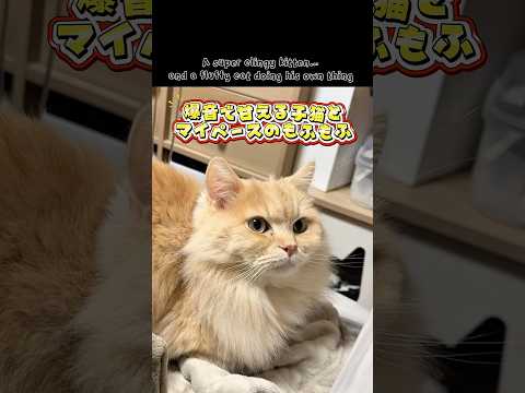 🐈🐈 #kittenshorts #meowing #cat #shorts  #可愛いねこ #猫動画 #甘えんぼ猫 #膝乗り猫 #cats #fluffycat #clingykitten