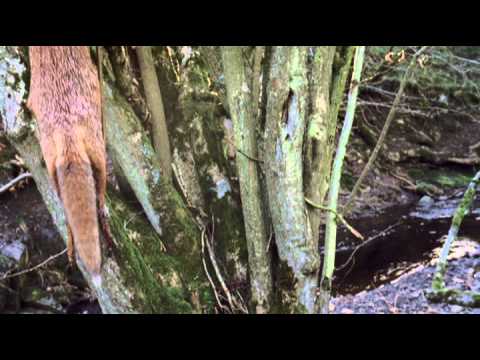 Benjamin Francis Leftwich - Box Of Stones
