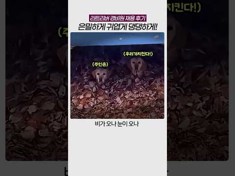 #리트리버 #동물 #힐링 #<strong>유머</strong> #animals