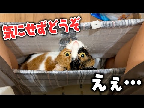 猫の動画サムネイル - 【気まずい】トイレしようとしたら三毛猫がズボンの中に侵入して来ました。