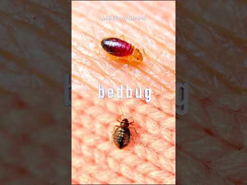 What’s a Bedbug? 🛏️ Learn Insect Names!