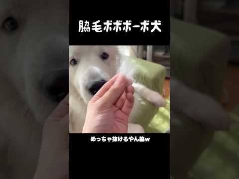 予想外の毛の抜け方をする愛犬　#greatpyrenees #大型犬 #大型犬のいる生活 #大型犬と暮らす #グレートピレニーズ #犬のいる生活 #癒し #愛犬 #可愛い #大型犬的温柔