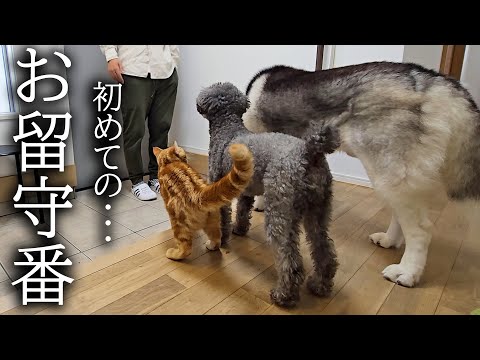 初めて子猫とハスキー犬達のお留守番を隠し撮りしてみたら胸が締め付けられました...