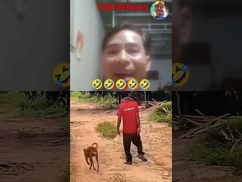 entertainment when pets drink with their owners🤣