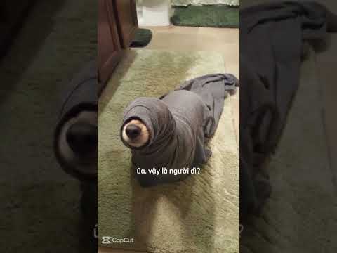 Nhạc này bố tổ yt cux ko bq đc Kao ! 😏🖕 #cachualanh #xuhuongyt #notoxic