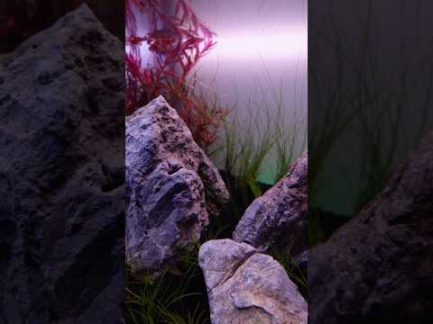 My First Iwagumi Aquascape (step by step) #aquasca 