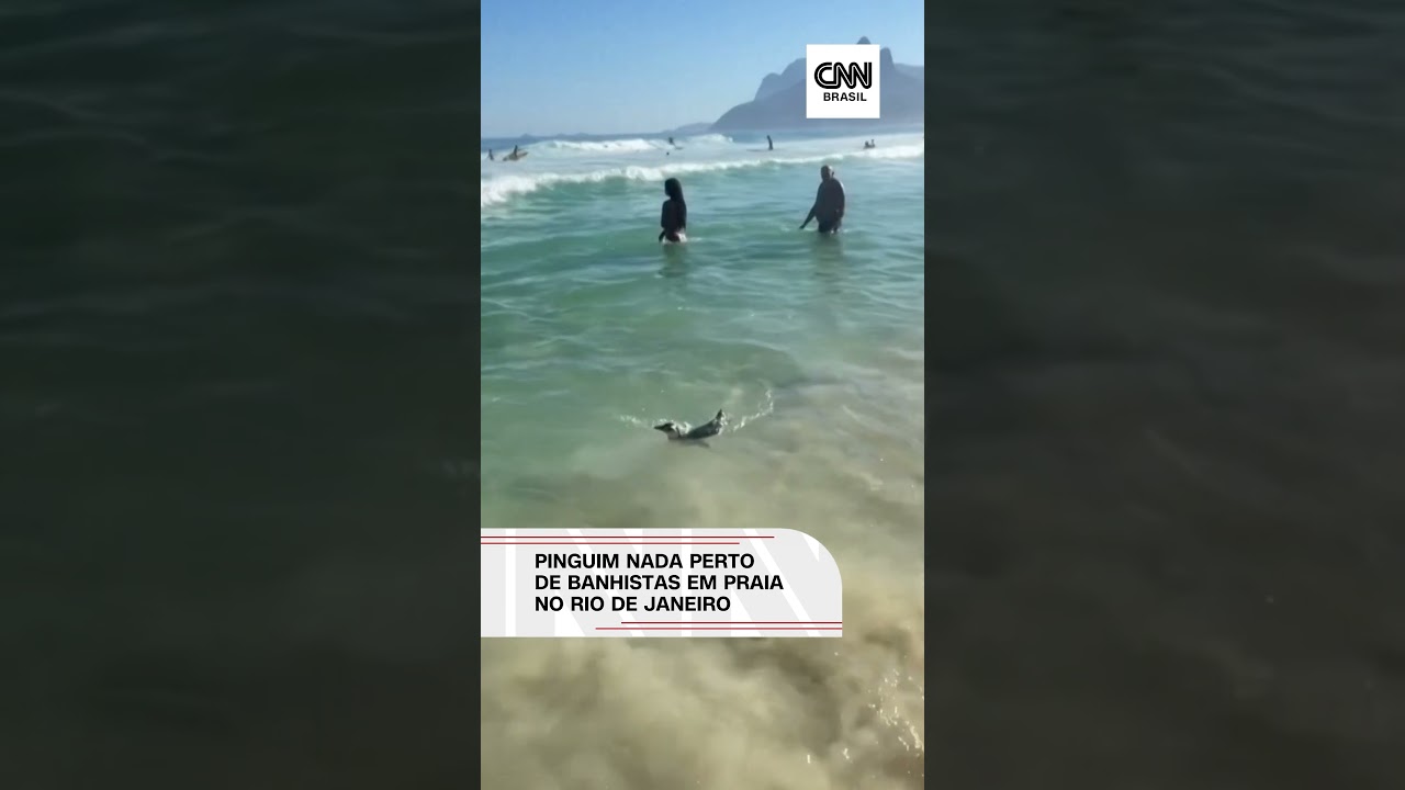 Pinguim é visto nadando entre banhistas no Rio de Janeiro