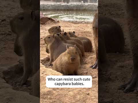 Who can resist such cute capybara babies!