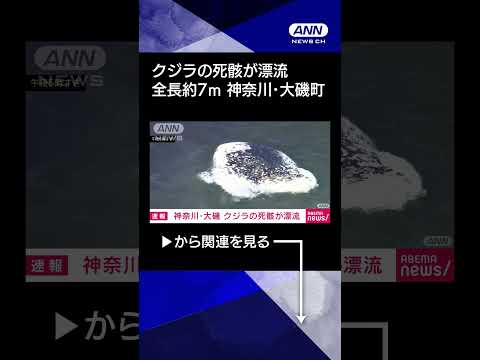 ニュースの動画サムネイル - 【ニュース】クジラの死骸が漂流　神奈川・大磯町の沖合に全長約7m #shorts