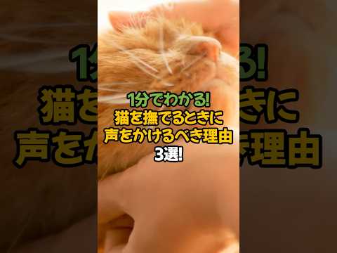 【信頼アップ】猫を撫でるときに声をかけるべき理由3選!🐾1分でわかる猫の本音! #shorts #猫 #雑学