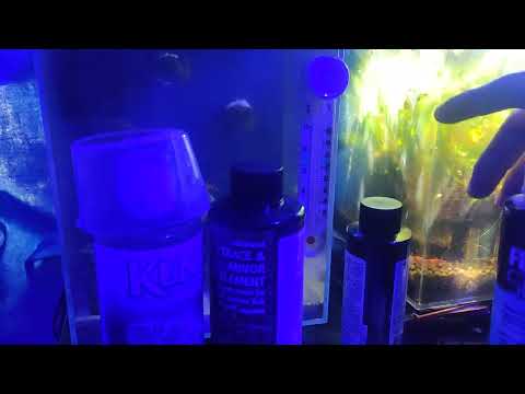 FEEDING SPS CORALS AT THE RIGHT TIME IN A 2 GALLON HI FRIENDS, IN THIS VIDEO I SHOW YOU WHAT I FEED THE CORALS ONCE OR TWICE A WEEK. I WOULD NOT FEED M