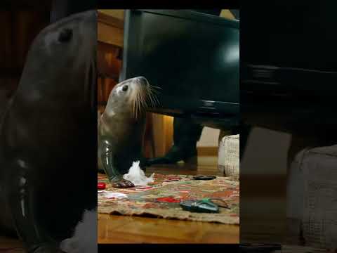 Seal Breaks Into a House… and Destroys Everything 🦭💣