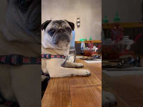 Pug Kiss? 💋 #pugs #dogshorts #doglife