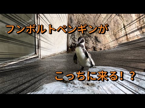 一羽のフンボルトペンギンをじっくり観察すると…