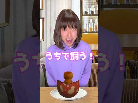 喫茶店で卵を頼んだら恐竜の卵だった