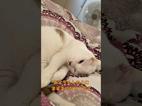 我が家の添い寝系彼氏猫
