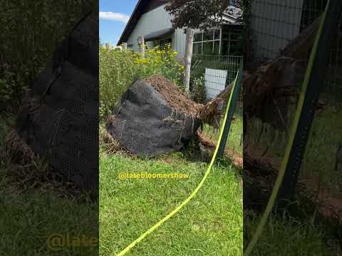 Leicester Library Giving Garden, quick tour!