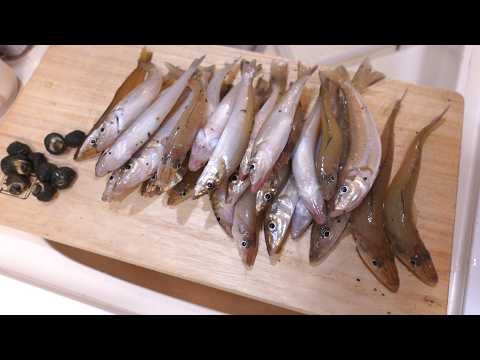 渥美半島は堀切だけじゃない!湾内でもキス&サザエの仲間を獲って食う!