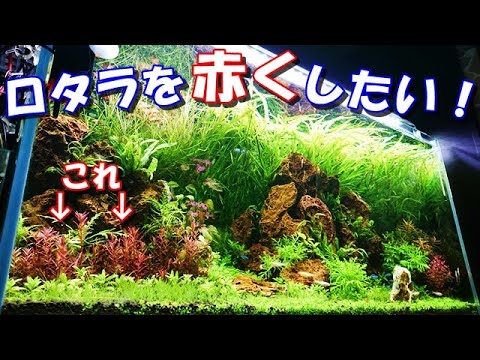 ヤントの水草ch の最新動画 Youtubeランキング